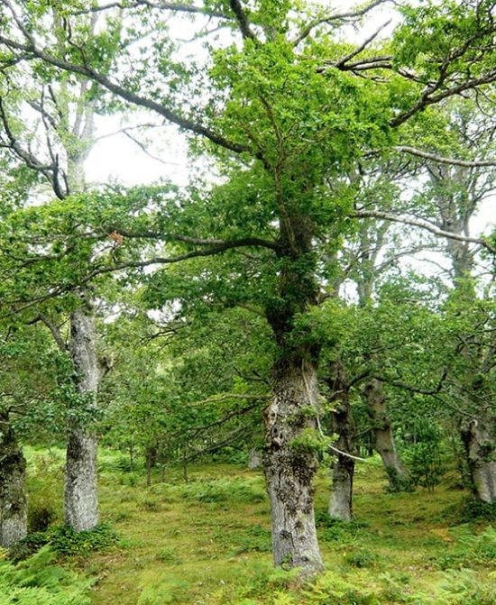 paisaje de campoo